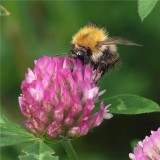 Red Clover Extracts