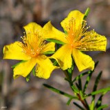 St.John’s Wort Extracts