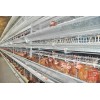 Layer Chicken Cage