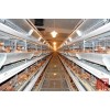 Pullet Cage