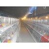 A Frame Semi Automatic Pullet Chicken Cage