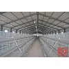 A Frame Semi Automatic Broiler Chicken Cage