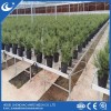 Greenhouse Bench