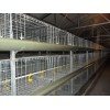 H Type Cages for Growing Broilers