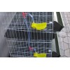Metal Wire Layer Quail Cages for Sale