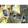 Deer Fence