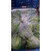 Fresh Iceberg lettuce