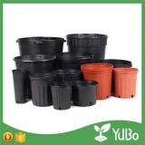 10 Gallon Large Garden Plant F