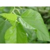 Mulberry Leaf Extract, 1-DNJ 1%, 10：1, Chinese Manufacturer, natural reduce blood glucose,