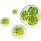 Chlorella Powder/ Tablet for K