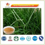 Natural Herb Rumex Crispus Ext