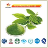Herb Plant Extract Matcha Powd