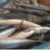 New Arrival And Best Quality Cheapest Fresh Small Size 100-150g Frozen Mackerel Fish