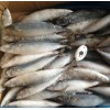 Best Quality Cheapest Fresh Small Size Frozen Mackerel Fish