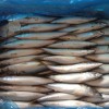 August 2017 Arrival Best Quality Fresh 200-250g Frozen North Pacific Frozen Mackerel Fish