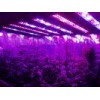 AC85-265v Hydroponic Plant Grow Light 95 Watt High Power Led Grow Lights