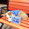 Stable quality Pet cold suit preferred ICEDOGGY brand