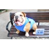 Hainan ProvincePet cold suitMore affordable Pet cold suit