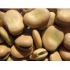 sell Chinese broad beans