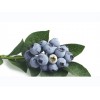 (HACCP) 100% Pure Natural Blueberry Pterostilbene