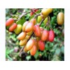 Fructus Corni Extract