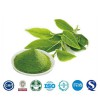 Herb Plant Extract Matcha Powd