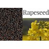 Rapeseeds