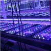 Let you worry-free after the sale is the atitude of led aquarium light