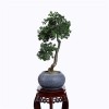 Plastic Pine Bonsai