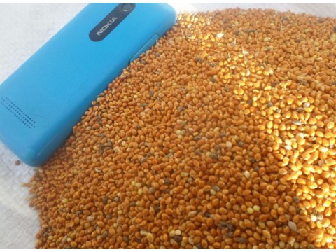 Yellow Millet