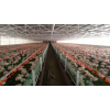 Light steel frame chicken house designs prefab chicken farm building