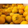 New crop fresh Nanfeng baby mandarin for sale