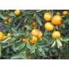 9kg plastic box baby mandarin