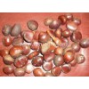 loose package chestnut