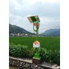 pheromone light lure solar insect pest trap fro rice tea fruit orchard