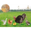 Poultry Feed Mill Plant